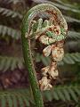 Fern crozier IMGP1346